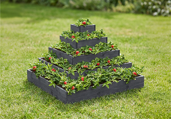Pyramída na jahody a bylinky